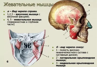 Мышцы Ног, Тело Человека, Анатомия, Мышечная Система. 3D Рендеринг  Фотография, картинки, изображения и сток-фотография без роялти. Image  79607565