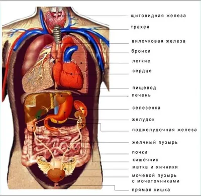 Почки (в анатомии). Большая российская энциклопедия