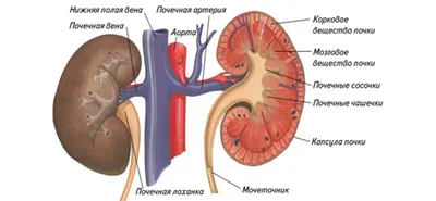 анатомия почки человека, картинка матки фон картинки и Фото для бесплатной  загрузки