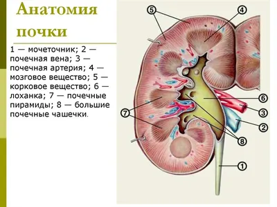 Анатомия Почек Человека — стоковые фотографии и другие картинки Анатомия -  Анатомия, Биология, Боб - iStock