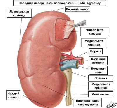 Анатомия почек — 24Radiology.ru