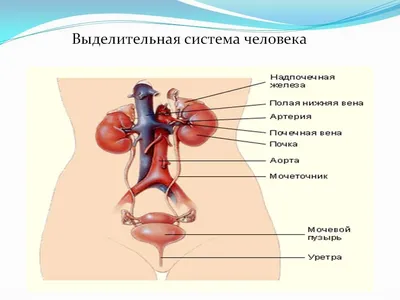 Увеличение Почек Человека От Тела В Качестве Медицинского Диаграммы С  Поперечным Сечением Внутреннего Органа С Красным И Синим Артерий И  Надпочечники Как Иллюстрации Здравоохранения Анатомии Мочевыделительной  Системы Фотография, картинки, изображения и ...