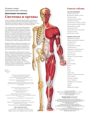 Как расположены внутренние органы человека, фото? | Кровеносная система,  Биология, Система органов человека