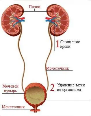 Как Расположены Внутренние Органы? Анатомия Человека + Картинки | Анатомия, Анатомия  человека, Человек