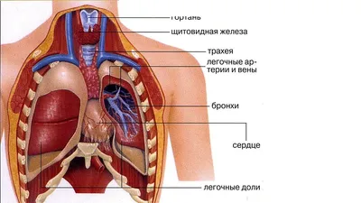 russian по низкой цене! russian с фотографиями, картинки на почки человека  фотографии.alibaba.com