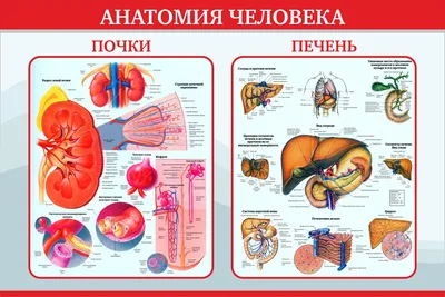 Анатомия человека в картинках почки фотографии