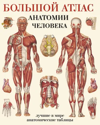 Человеческие Органы Тела (Почки Анатомия) Фотография, картинки, изображения  и сток-фотография без роялти. Image 67958098