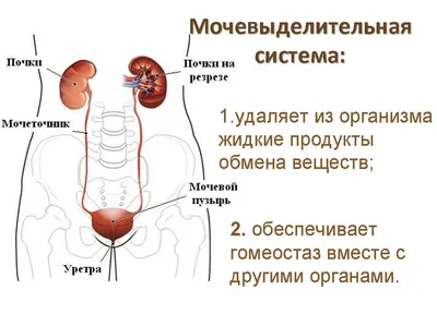 УЗИ диагностика пиелонефрита и рака почек