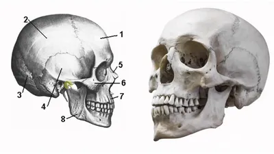 Череп - это... Что такое Череп? | Рисунки черепов, Картинки с черепами,  Анатомическое искусство