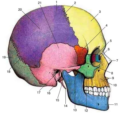 Кости черепа: анатомия. Простым и доступным языком