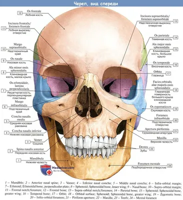 Биология в картинках: Строение черепа человека (Вып. 13) - YouTube