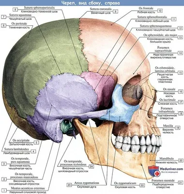 Анатомия: Скелет головы. Рост и развитие черепа | Анатомия, Научные  плакаты, Учащиеся медучилища