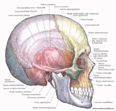 Строение черепа человека анатомия рисунок - 94 фото