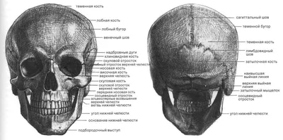 детальное изображение черепа с множеством проводов, настоящая анатомическая  картина, анатомия, человек фон картинки и Фото для бесплатной загрузки