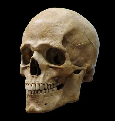 одно из ребер человеческого черепа визуализируется на черном фоне  трехмерной системой мозга, мозг и скелет, Hd фотография фото, челюсть фон  картинки и Фото для бесплатной загрузки