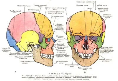 череп человека строение рисунок анатомия: 13 тыс изображений найдено в  Яндекс.Картинках | Анатомия, Правила искусства, Забавный