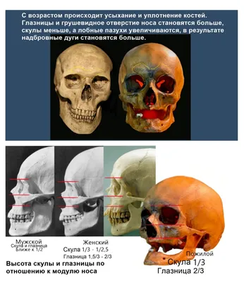 Старинный Виде Черепа — стоковые фотографии и другие картинки Анатомия -  Анатомия, Белый, Голова человека - iStock