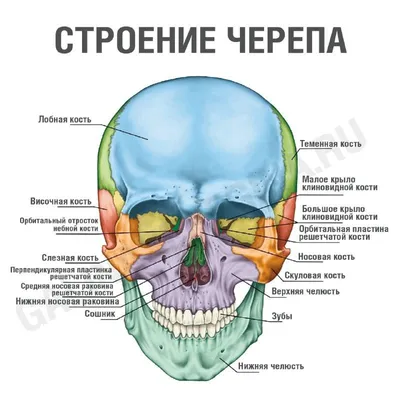 череп из тьмы PNG , анатомия, искусство, произведения искусства PNG картинки  и пнг рисунок для бесплатной загрузки