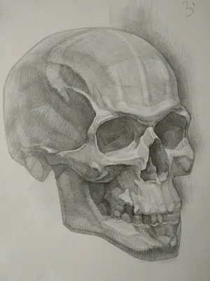 простой нарисованный череп анатомия человека PNG , просто, гравюра, череп  PNG картинки и пнг рисунок для бесплатной загрузки