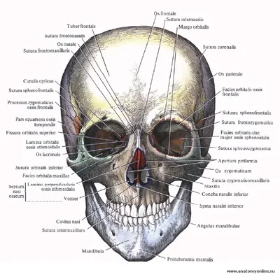 Строение черепа | Череп, Анатомия, Клиновидная кость