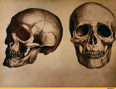 рисунок векторный контур черепа Hd P8dmcfj эскиз PNG , рисунок черепа,  рисунок крыла, рисунок анатомии черепа PNG картинки и пнг рисунок для  бесплатной загрузки