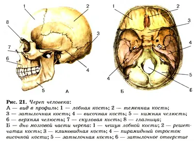 Анатомическая модель черепа человека в натуральную величину, анатомическая  модель органа, съемная анатомия, Прямая поставка | AliExpress