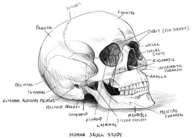 F3MA Модель кости головы человека Модель черепа в натуральную величину,  модель съемного скелета головы | AliExpress