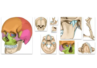 Череп в целом [1958 Механик Н.С. - Основы пластической анатомии] | Картинки  с черепами, Рисунки черепов, Череп