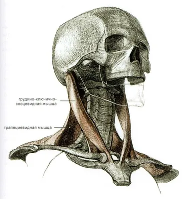 Анатомия человека: истории из жизни, советы, новости, юмор и картинки — Все  посты, страница 86 | Пикабу