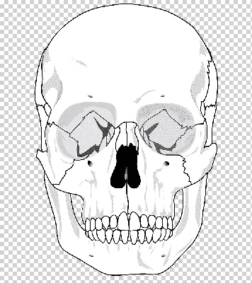 череп в руке 3d иллюстрация вдохновленная Гамлетом, кость, человеческие  кости, скелет человека фон картинки и Фото для бесплатной загрузки