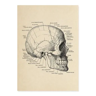 Череп рисунок анатомия - 76 фото