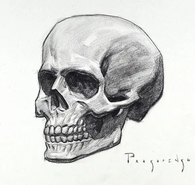 изображение анатомии черепа, картинка женского таза фон картинки и Фото для  бесплатной загрузки