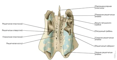 Череп Человеческий скелет Анатомия Диаграмма костей, головы черепа с, лицо,  монохромный, человек png | Klipartz