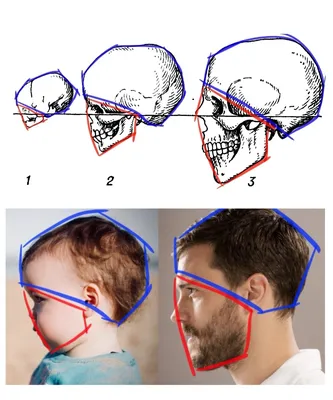 Черепа 3d Иллюстрация Анатомия Часть Человеческого Скелета — стоковые  фотографии и другие картинки 3D сканирование - iStock
