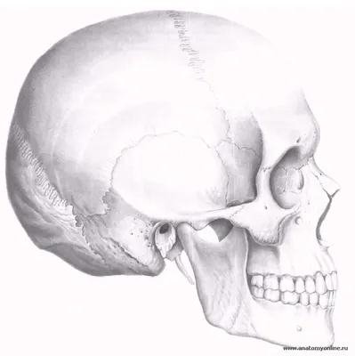 Череп иллюстрации : нормальная анатомия | e-Anatomy