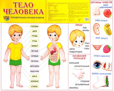 Части тела картинки для детей детского сада и на урок в школу.