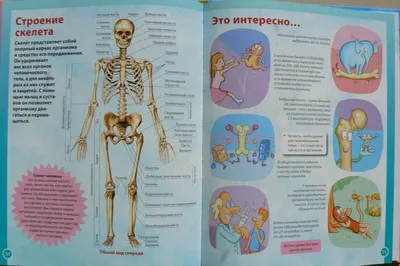 Картинки тело человека - 76 фото