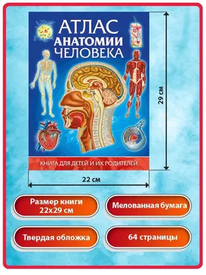 Обучающий набор Анатомия человека. Тело Learning Resources, купить в  магазине детских товаров SWISA