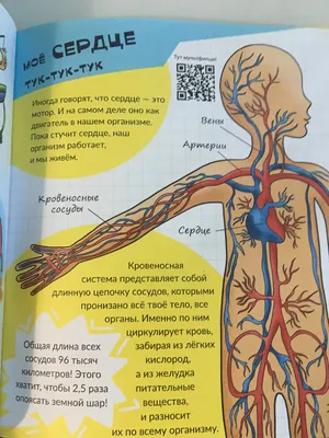 Развивающая игрушка \"Анатомия человека. Тело\" (31 элемент) от магазина  Edusnab.ru | Доставка по России