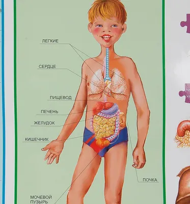 Анатомия для детей в картинках
