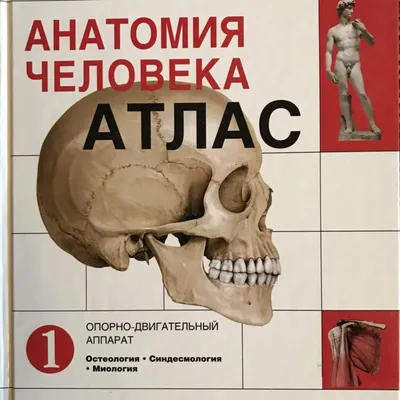 10 вопросов об анатомии, которые спрашивают дети: пересадка мозга в  андроида, симбионты человека и суперзрение