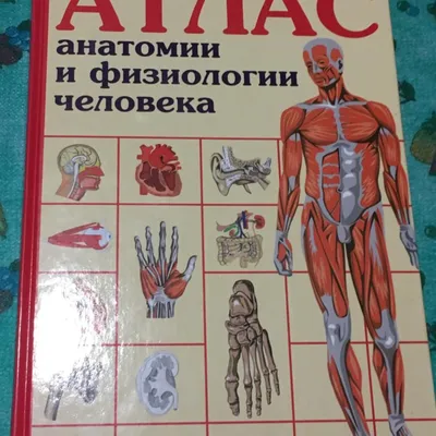 Анатомия: Большой атлас для детей и взрослых - Спектор Анна купить книгу в  магазине Благозвонница 978-5-17-132666-1