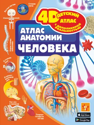 Новый атлас анатомии человека. Р. Уолкер - «Анатомия человека с  компьютерными картинками: глянцево и наглядно!» | отзывы