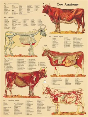 Костная система крупного рогатого скота : нормальная анатомия | vet-Anatomy