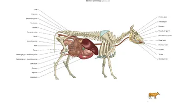 внутренняя анатомия коровы с органами Иллюстрация вектора - иллюстрации  насчитывающей художничества, тварь: 232624603