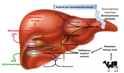 Анатомия коровы. | Large animal vet, Anatomy, Horse anatomy