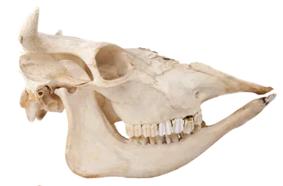 Анатомия скелеты и черепа - Череп коровы, ANTM_0362 | 3D модель для ЧПУ  станка