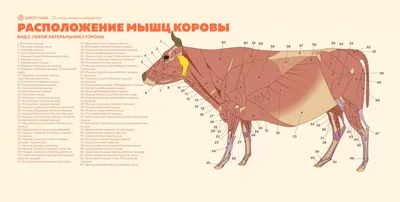 Набор Из Черепа Коровы — стоковая векторная графика и другие изображения на  тему Анатомия - Анатомия, Векторная графика, Голова животного - iStock