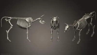 Изолированные скелет коровы. Кости животноводческой фермы. Анатомия быка.  Иллюстрация вектора Иллюстрация вектора - иллюстрации насчитывающей  иллюстрация, изолировано: 210342561