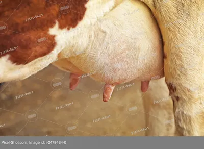 Цифровая иллюстрация пищеварительной системы коровы: стоковая иллюстрация,  243774922 | Shutterstock